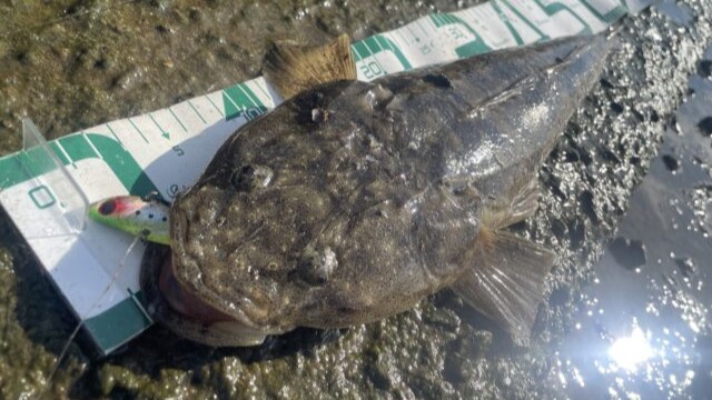 マゴチ｜チニングで釣れる魚、外道