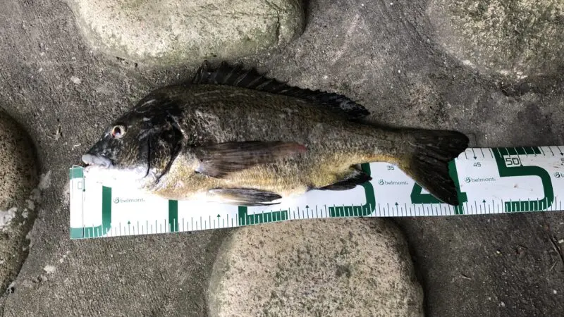 チニング、落とし込み、釣り方