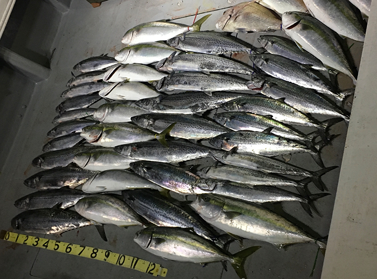 岩国沖の釣果