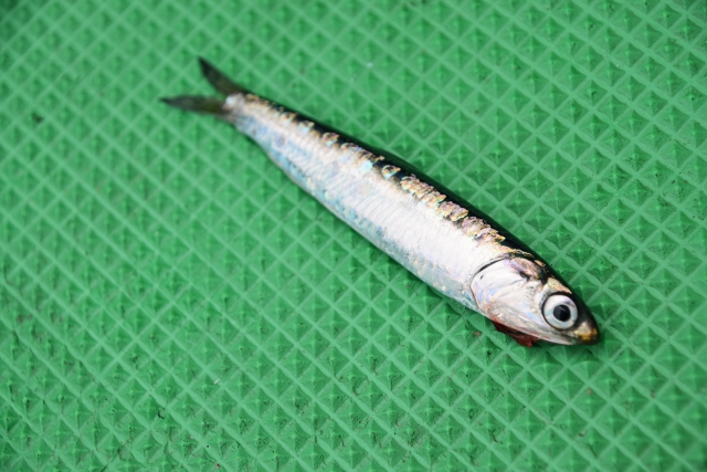 カタクチイワシ|春~初夏にタイラバよりも大きな真鯛を釣る方法