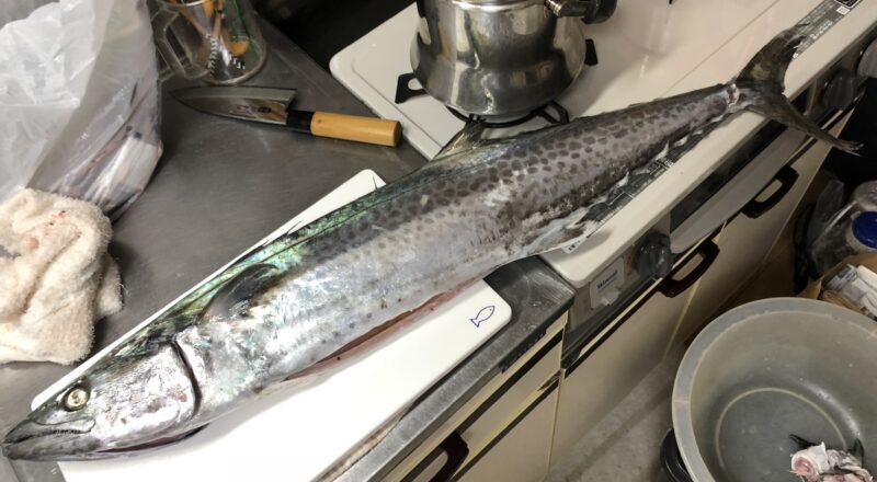まとめ|サワラの生態,習性