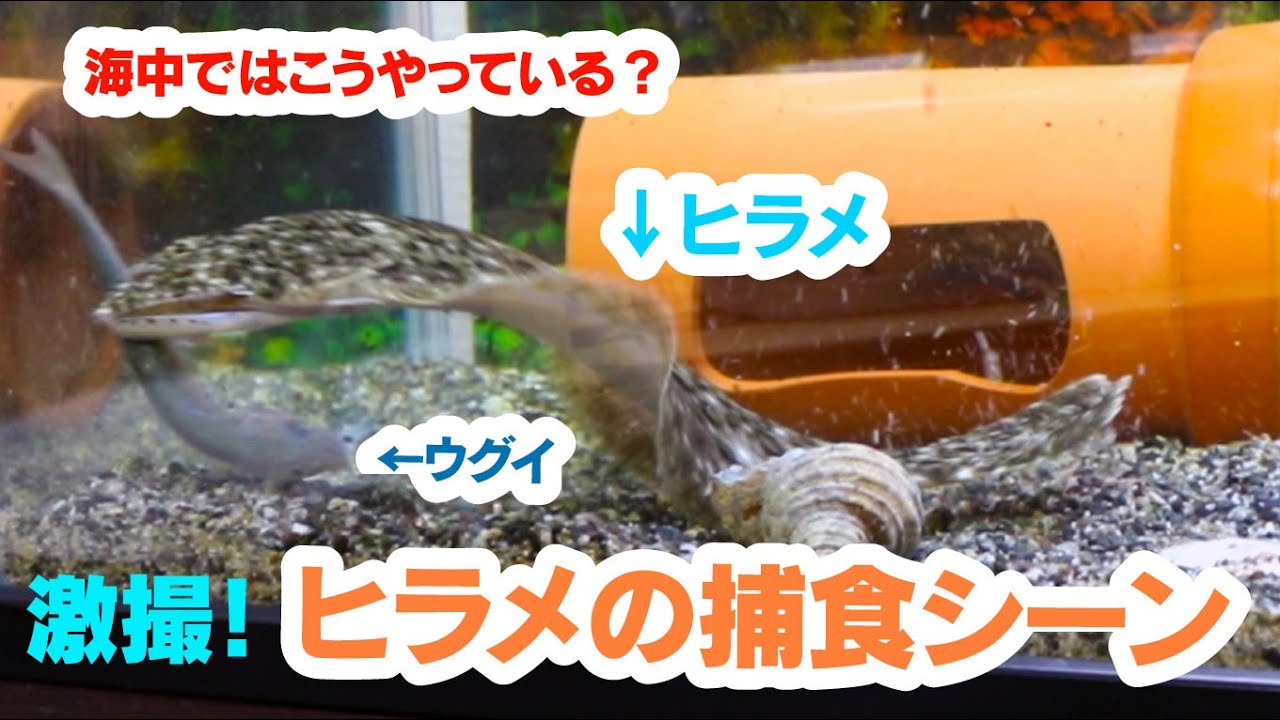 ヒラメに生きた小魚をあげてみると！？　ヒラメの捕食方法｜釣りぽ TSURiPO