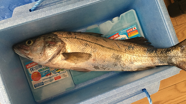 シーバス｜ブレードジギングで釣れる魚