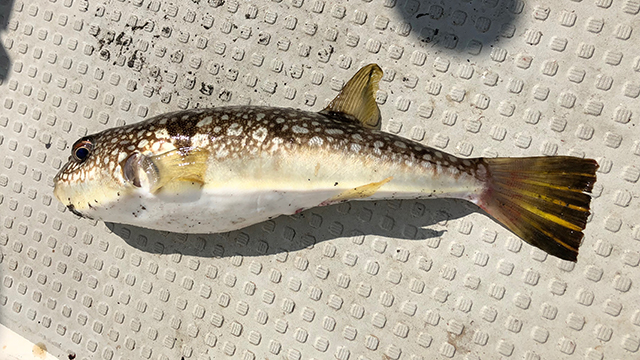 コモンフグ｜ブレードジギングで釣れる魚