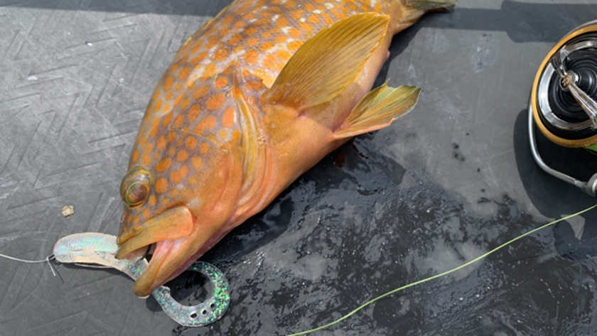 大型根魚や中型青物のリーダーの太さ(号数)|PEとリーダーの太さ(号数)一覧