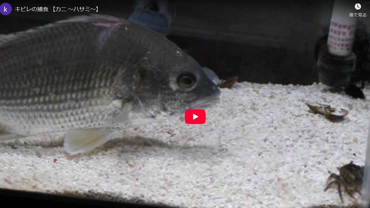 チヌ(キビレ)の捕食の仕方
