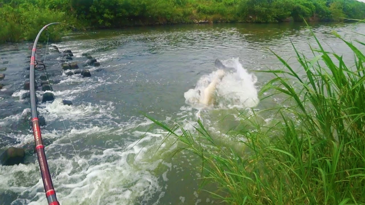 衝撃映像】でかすぎる...草で「中国の超巨大魚」が食ってきて