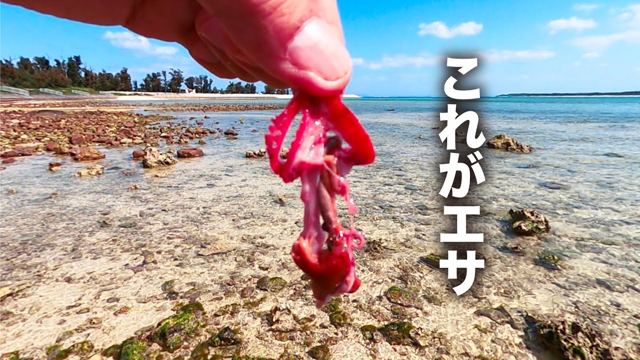 釣った魚の内臓を仕掛けてみると…【0円トラップ】