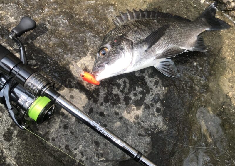 チニング,エギングロッドで代用できる釣り種4つ｜万能エギングロッド,おすすめ