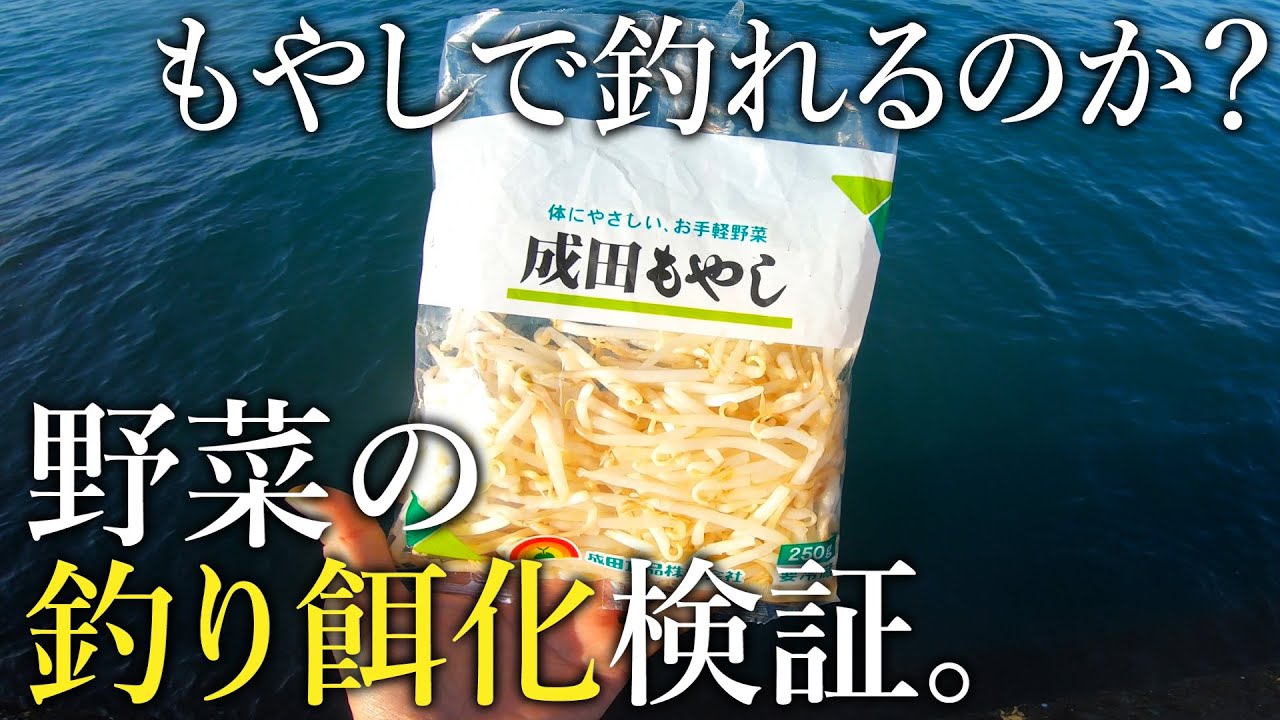 もやしを餌にすると［果たして魚は釣れるのか？］