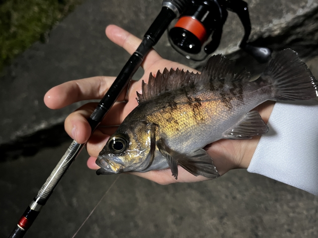アジングとメバリング,エギングロッドで代用できる釣り種4つ｜万能エギングロッド,おすすめ