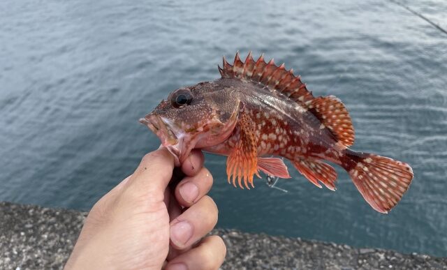 根魚,ライトタックルでSLSJで釣れる魚｜ライトショアジギングで釣れる魚種