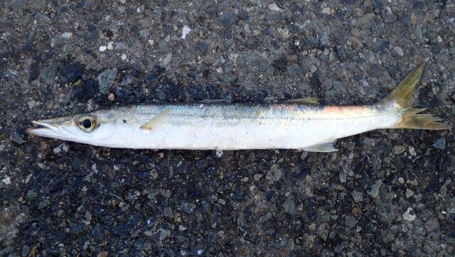 カマス,ライトタックルでSLSJで釣れる魚｜ライトショアジギングで釣れる魚種