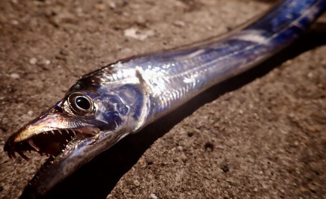 タチウオ,ライトタックルでSLSJで釣れる魚｜ライトショアジギングで釣れる魚種