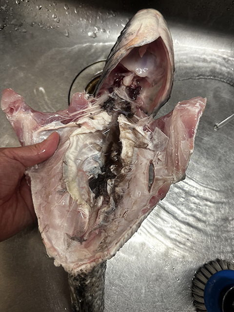 洗浄前、臭みとりの方法:②”腹”|磯の魚や淡水魚などの臭みとり