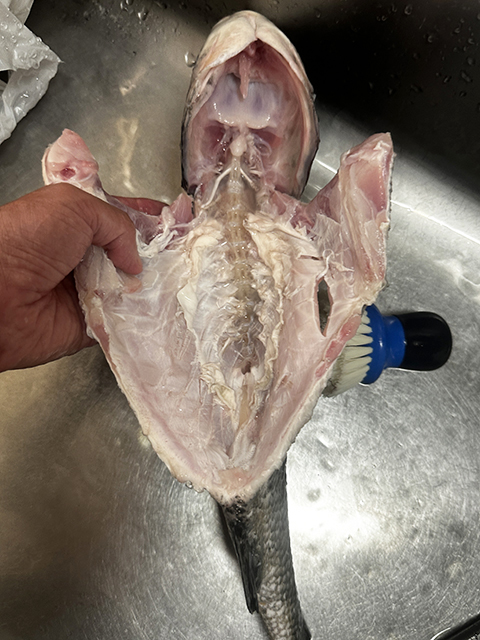 洗浄後、臭みとりの方法:②”腹”磯の魚や淡水魚などの臭みとり