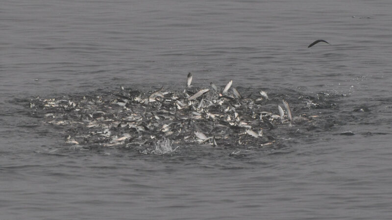 シーバスや青物がライズしてベイトがたくさん居るのに食ってこない時の対処法とおすすめルアー