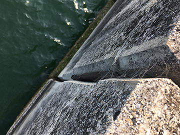 つなぎ目｜チヌ(クロダイ),落とし込み,ポイント