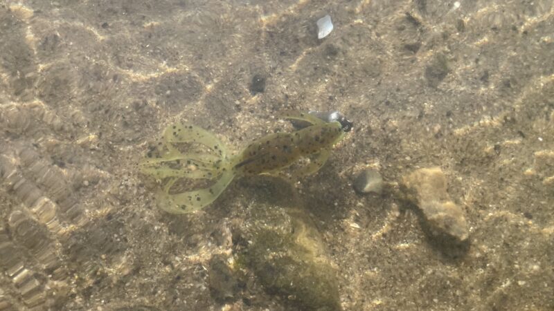 ボトムバンプの釣り方とは