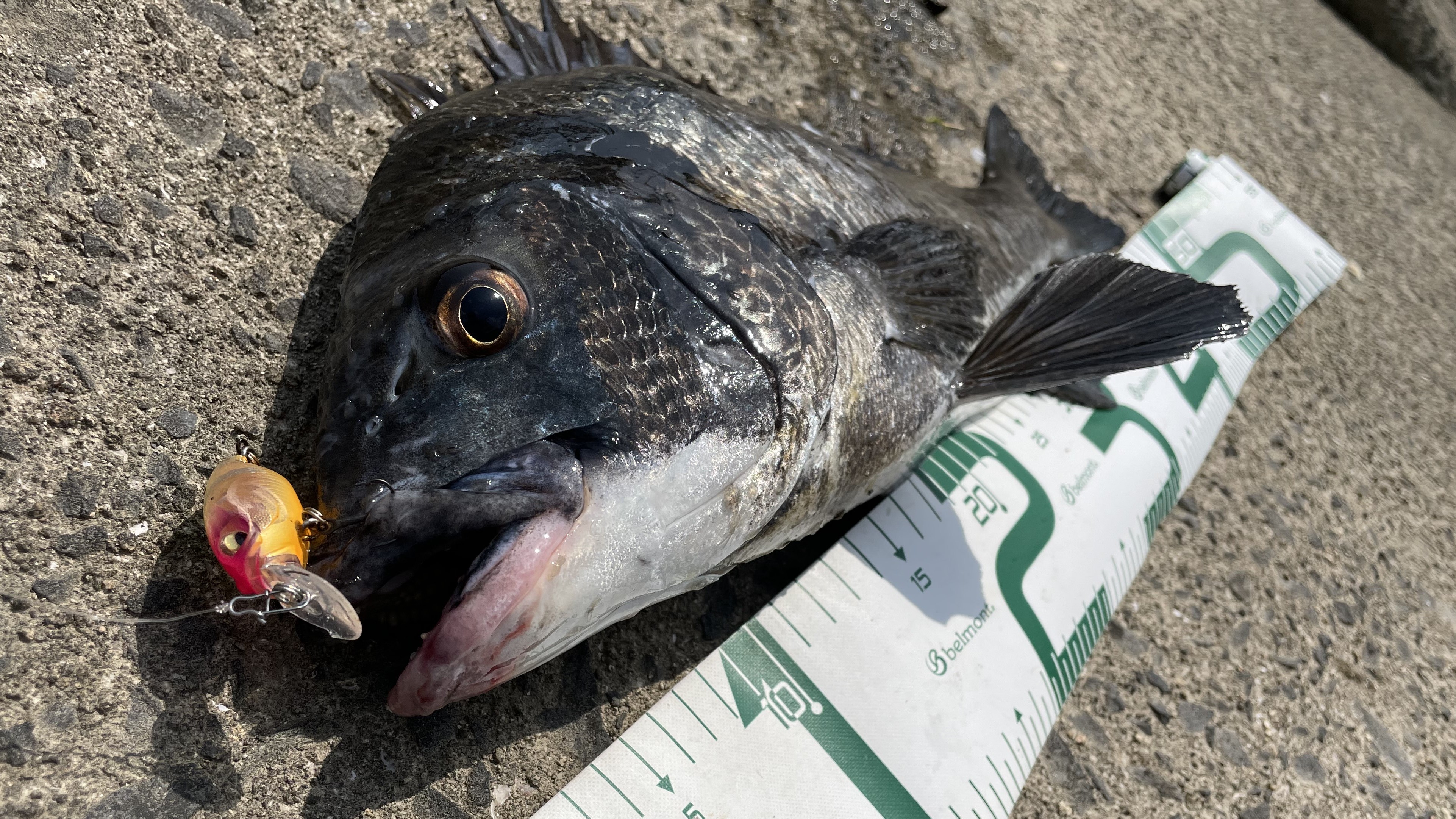 チニングの釣り方、クランク、シャッド