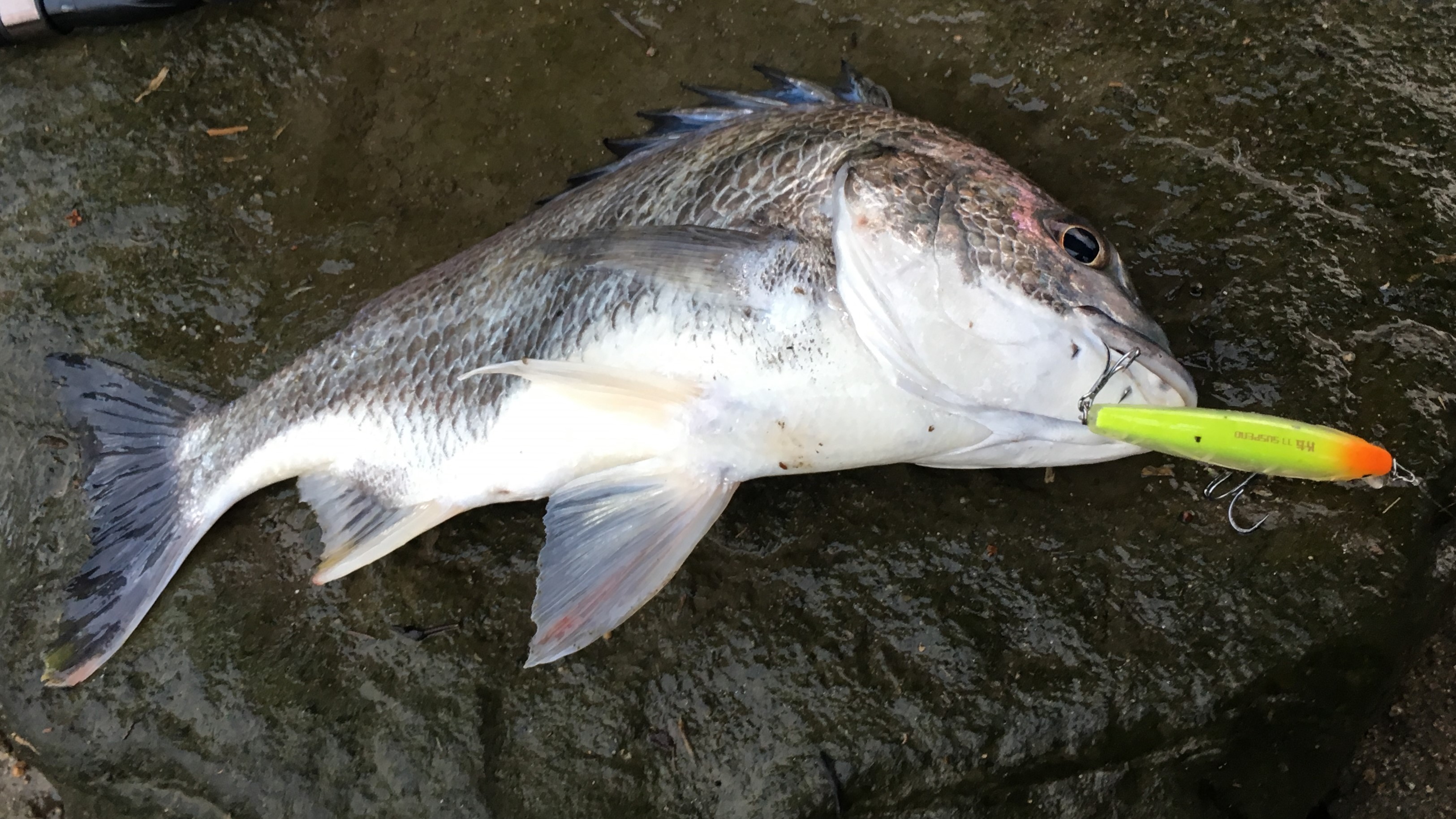 チニング釣り方、ミノー