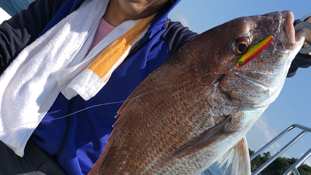 岩国沖で釣れる真鯛