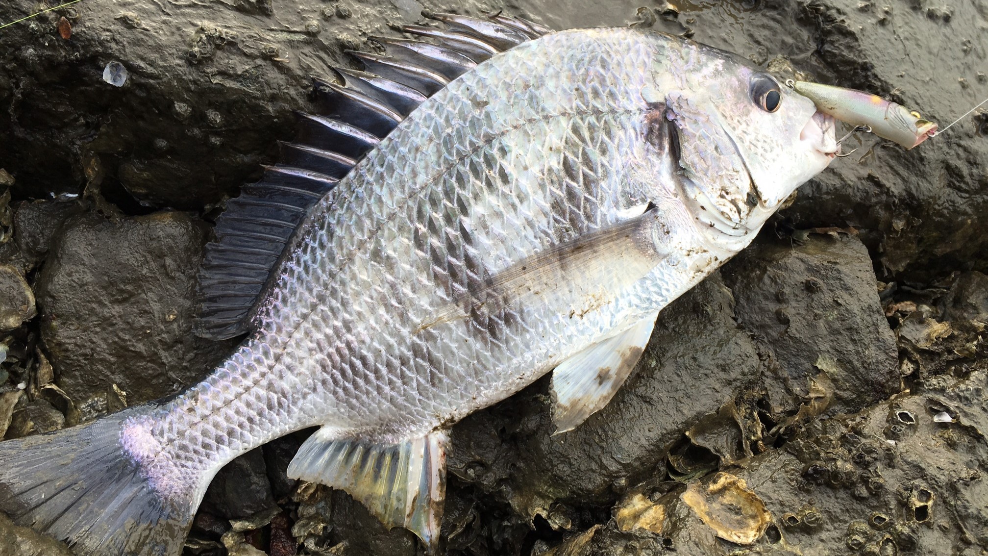 トップチヌ、チニング、釣り方