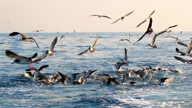 鳥山が出来ている箇所、ポイントを見つける際のチェック項目｜ヒラメが釣れるポイント