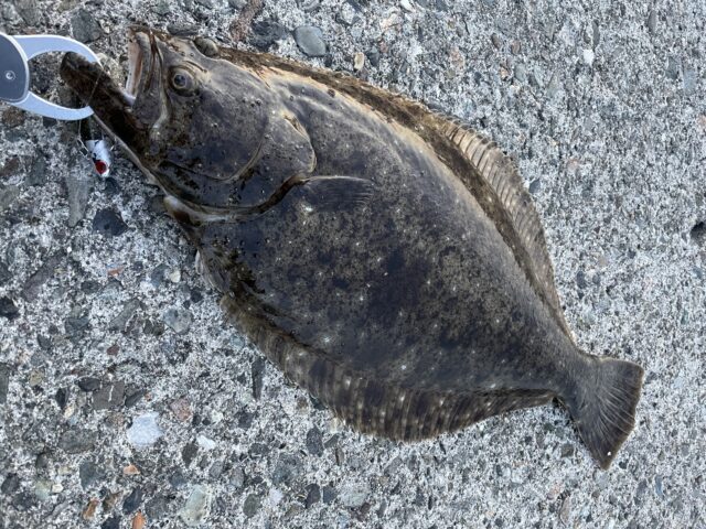ヒラメの食性と生態