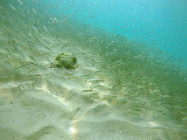 ベイトが居着き易い場所、ヒラメが釣れる場所