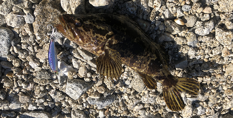 アイナメ｜チニングで釣れる魚、外