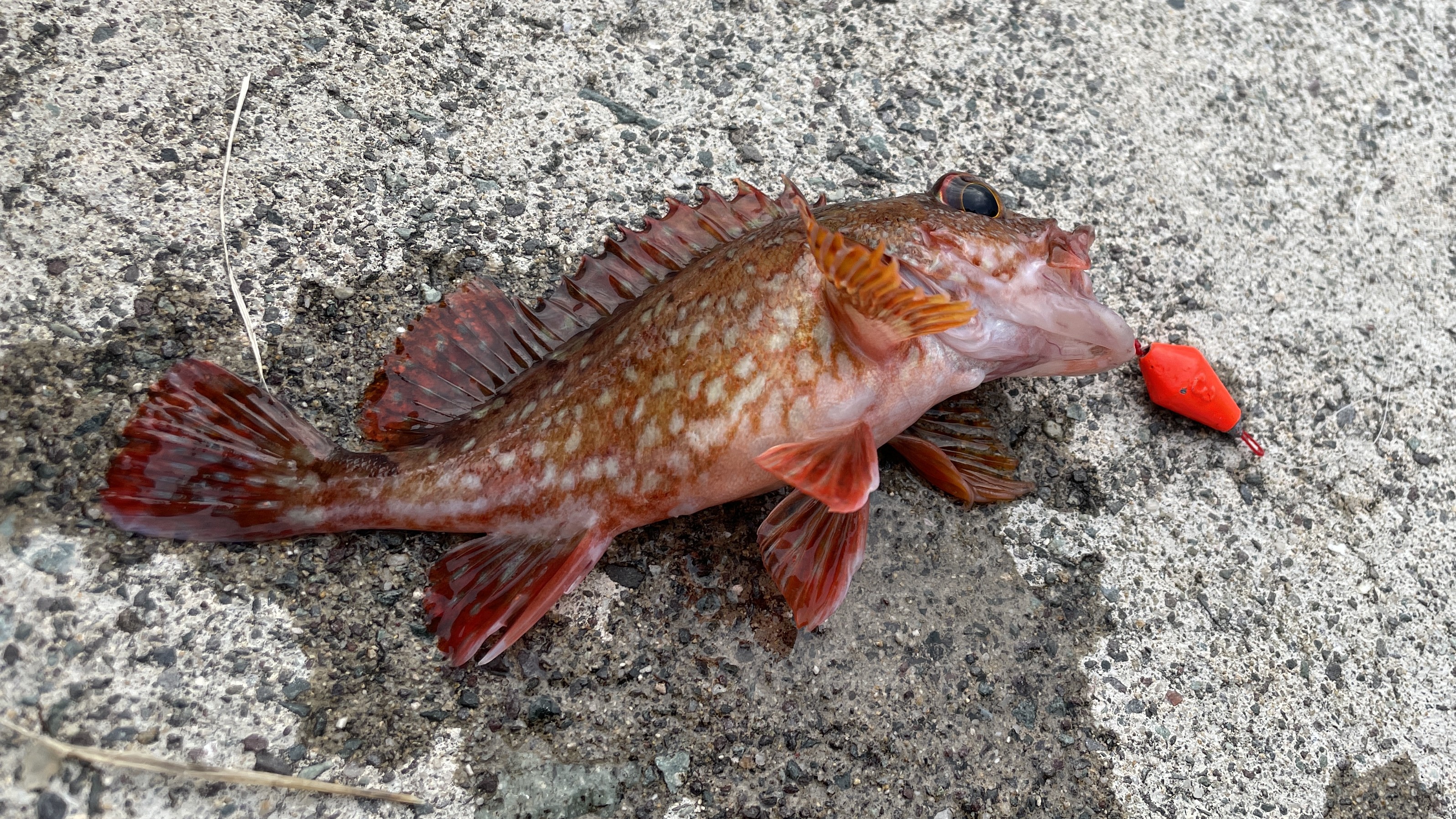 カサゴ｜チニングで釣れる魚、外道