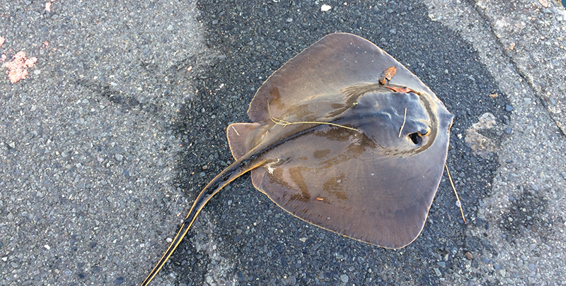 エイ｜チニングで釣れる魚、外道