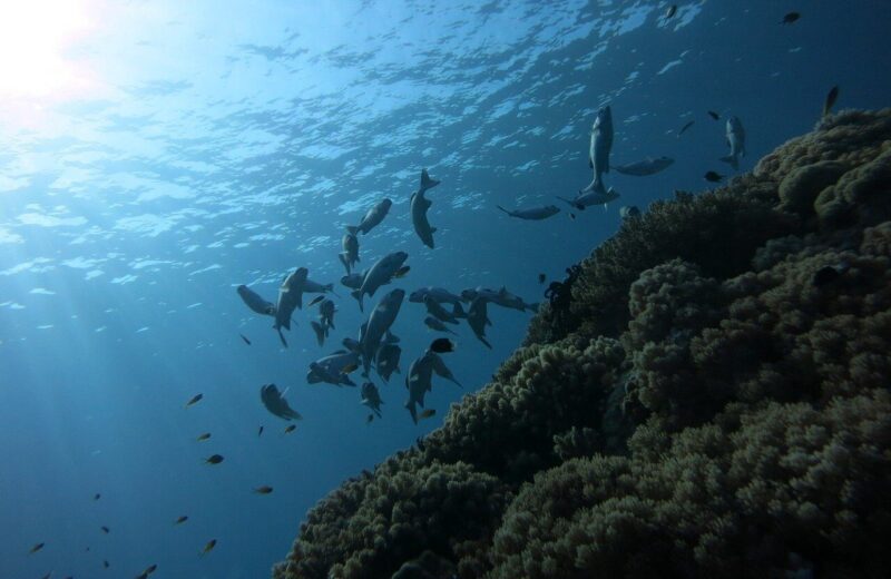 身を隠せる場所、ヒラメが釣れる場所