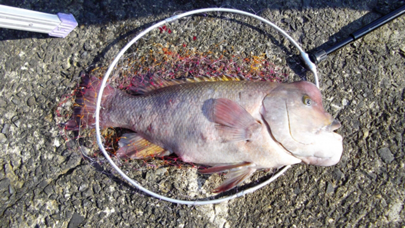 コブダイ｜チニングで釣れる魚、外道