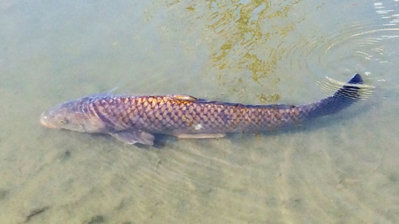 コイ｜チニングで釣れる魚、外道