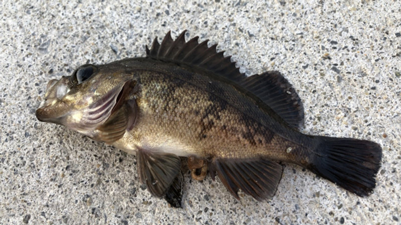 メバル｜チニングで釣れる魚、外道