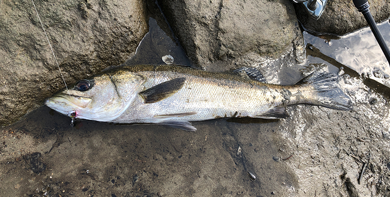 シーバス｜チニングで釣れる魚、外道