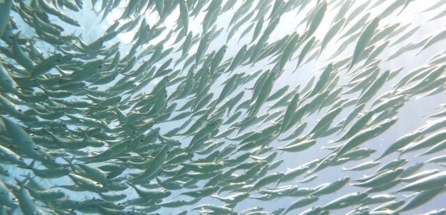 水深と群れ|アジ、生態、習性