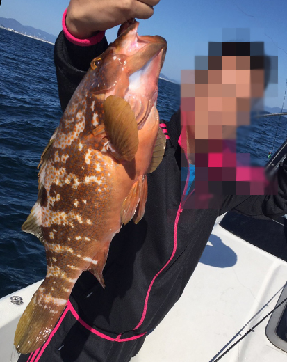 アコウ|タイラバで釣れる外道、魚