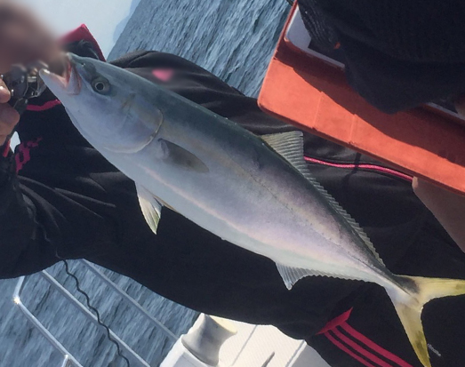 ブリなど青物|タイラバで釣れる魚