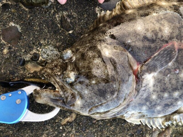 ヒラメ釣れない釣り方