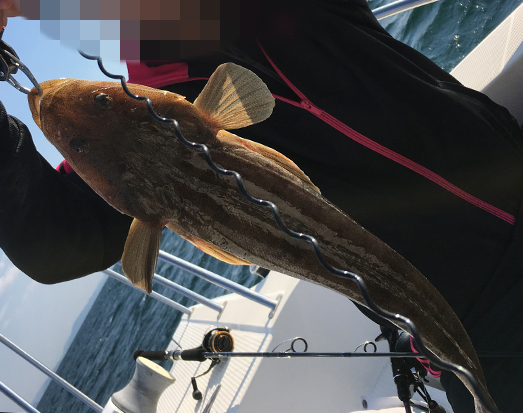 マゴチ|タイラバで釣れる外道、魚