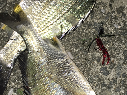 夜のカラーでの釣果|チニングのワームのカラー,選び方