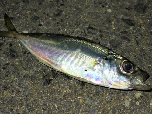 アジ、青物|ショアジギングで釣れる魚