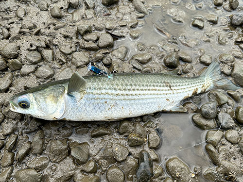 ボラ、外道|ショアジギングで釣れる魚