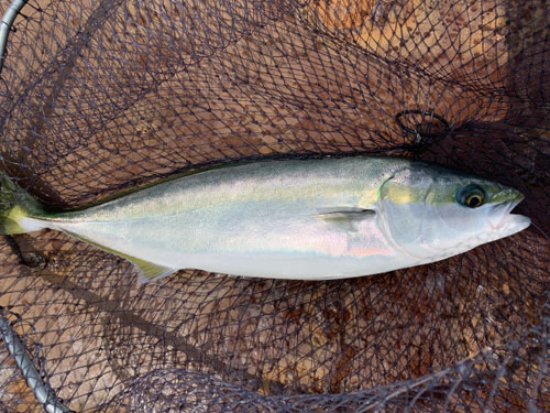 ブリ、青物|ショアジギングで釣れる魚
