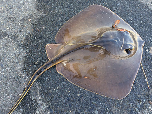 エイ、外道|ショアジギングで釣れる魚