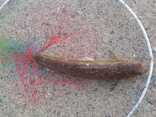 エソ、外道|ショアジギングで釣れる魚