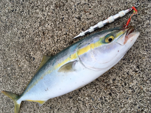 ハマチ、イナダ、ワラサ|ヒラメ釣りで釣れる魚,外道